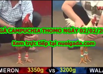 Đá gà CAM casino 999