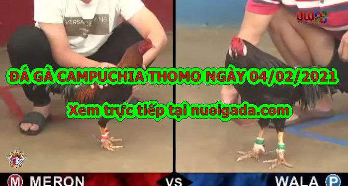 Video đá gà Live