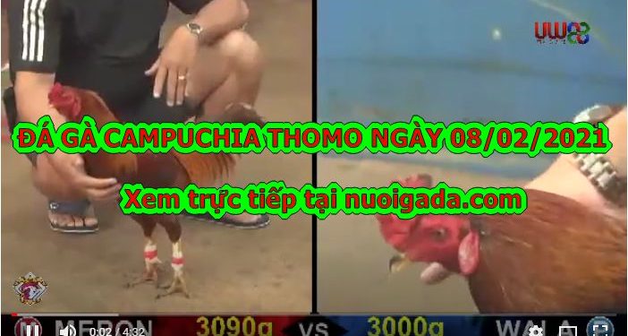 đá gà trực tiếp bên CAM