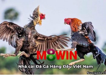 đá gà M8Winvnn.com