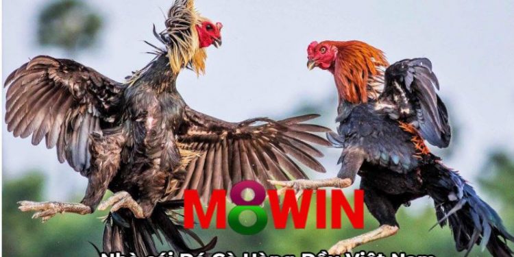 đá gà M8Winvnn.com