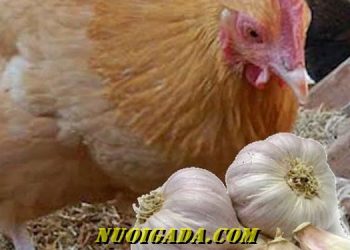 chữa hen cho gà bằng tỏi