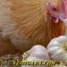 chữa hen cho gà bằng tỏi
