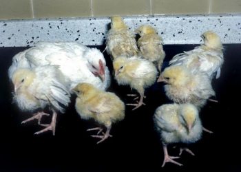 hội chứng kém hấp thu