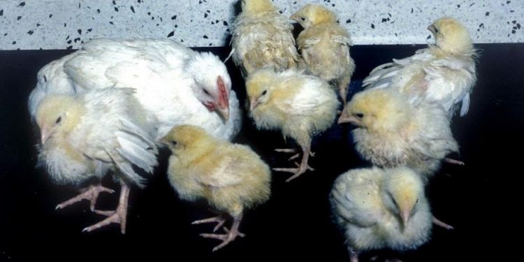 hội chứng kém hấp thu