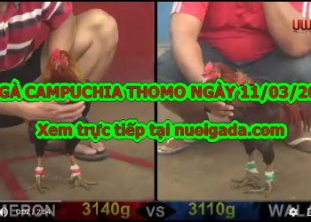 đá gà Thomo cựa sắt Mới Nhất