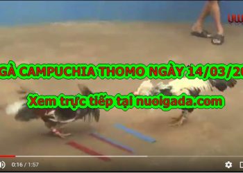 gà cựa sắt Thomo