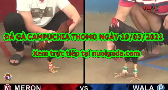 video đá gà trực tuyến