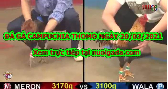 Đá gà cựa sắt