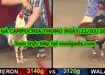 đá gà cựa dao trực tuyến