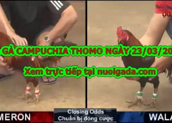 Đá gà trực tiếp Live