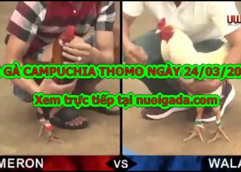 Trực tiếp đá gà Thomo Hôm Nay