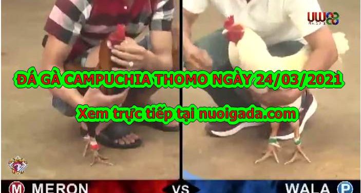 Trực tiếp đá gà Thomo Hôm Nay