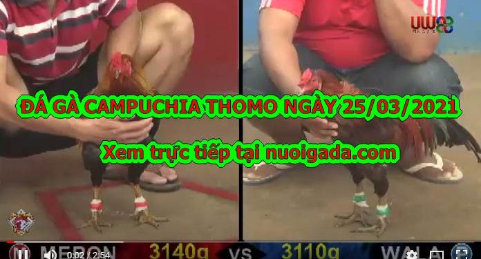 đá gà trực tiếp casino