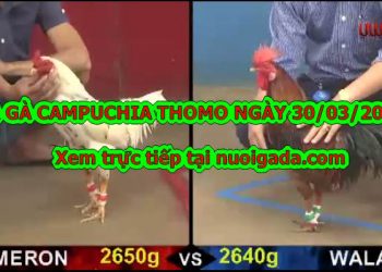 đá gà cựa sắt trực tiếp