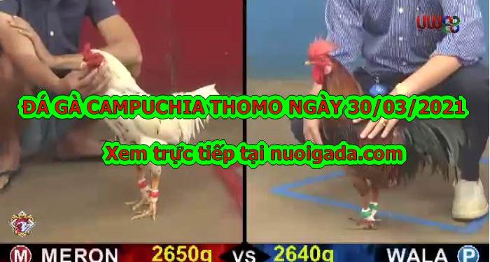 đá gà cựa sắt trực tiếp