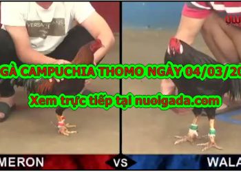 gà đá cựa sắt Thomo