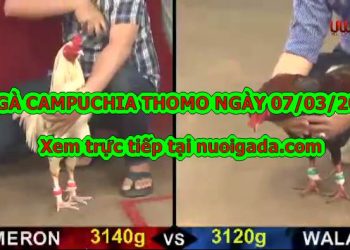 Tổng hợp đá gà Campuchia