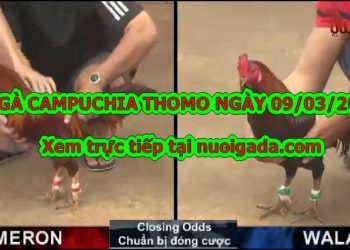 video gà đá Campuchia