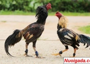 Đá gà cựa sắt