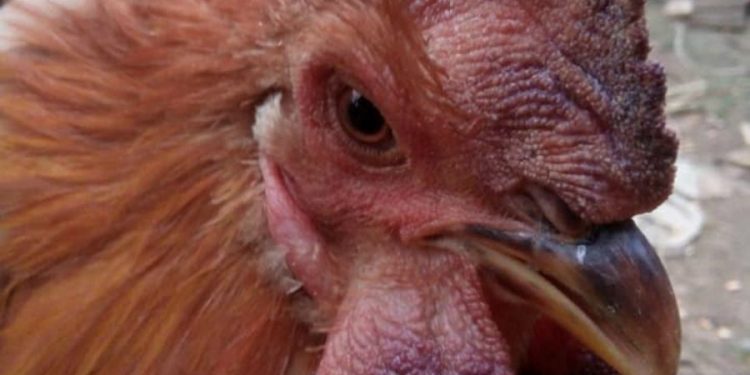 cách trị gà bị tái mặt