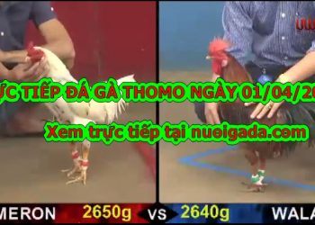 đá gà cựa sắt Hôm Nay