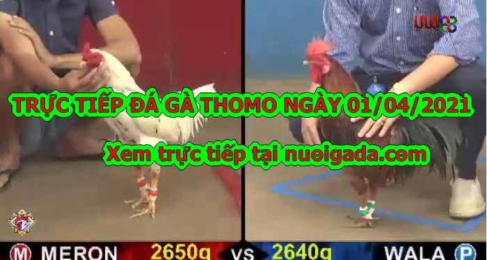 đá gà cựa sắt Hôm Nay