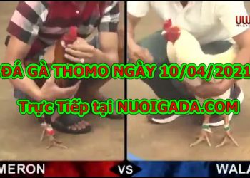 đá gà trực tuyến Hôm Nay