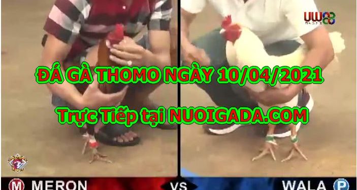 đá gà trực tuyến Hôm Nay