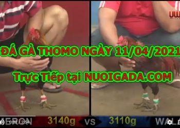 Đá gà trực tiếp Thomo Bình Luận