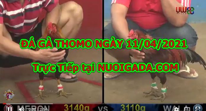 Đá gà trực tiếp Thomo Bình Luận