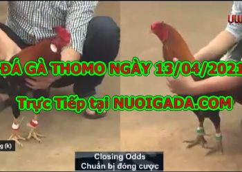 Chọi gà Thomo Casino