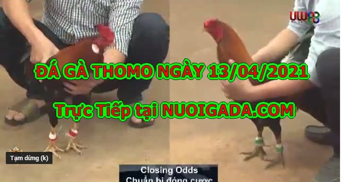 Chọi gà Thomo Casino