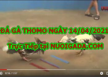 Trực tiếp đá gà