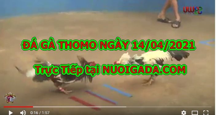 Trực tiếp đá gà