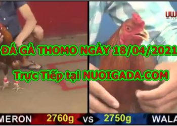 Đá gà trường Thomo