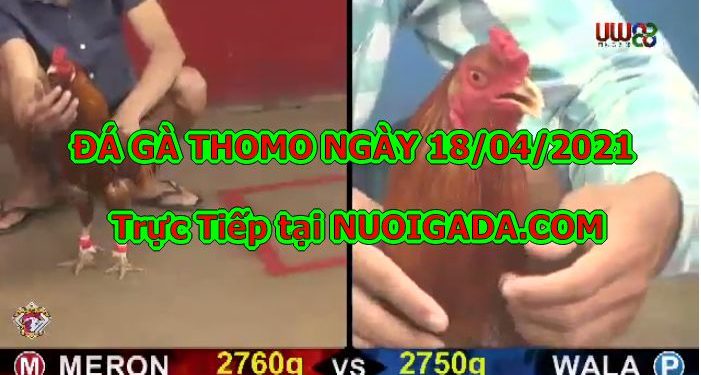 Đá gà trường Thomo