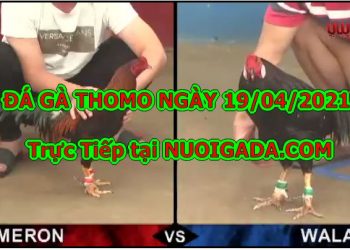 Live Đá Gà Mới Nhất