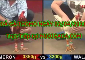 Trực tiếp đá gà CAM