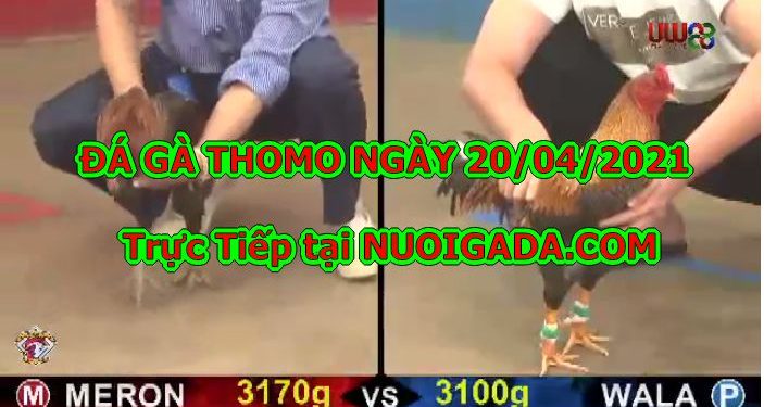 Đá gà Thomo Hôm Nay