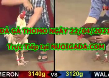 chọi gà cựa sắt