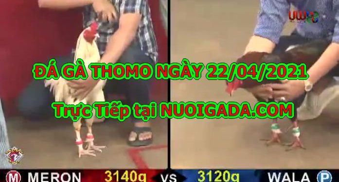 chọi gà cựa sắt