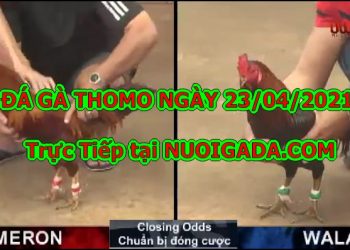 Video gà chọi hay