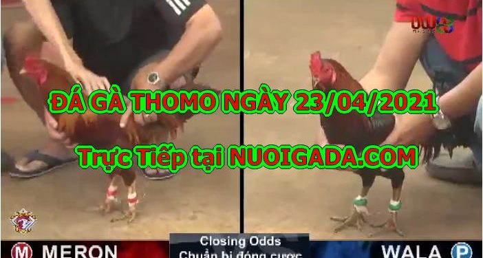 Video gà chọi hay