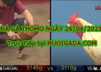 đá gà tại Thomo