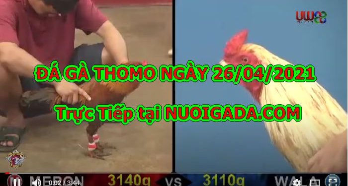 đá gà tại Thomo