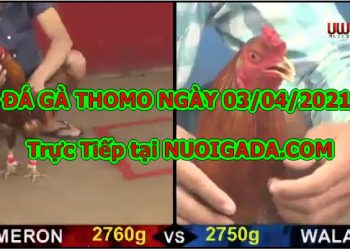 chọi gà cựa trường Thomo