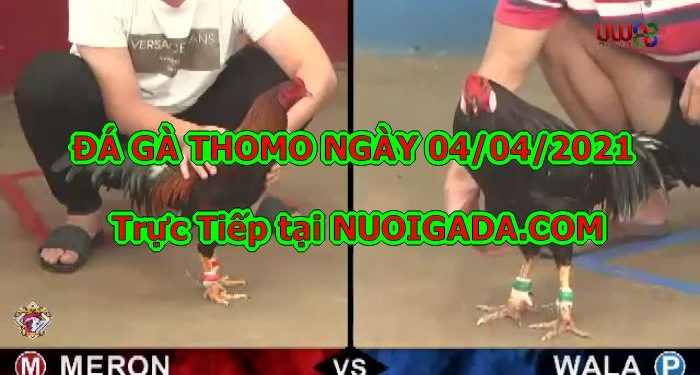 Đá gà Hôm Nay Mới Nhất