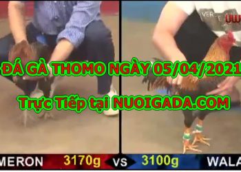 Đá gà cựa sắt