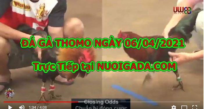 Đá gà Campuchia Hôm Nay